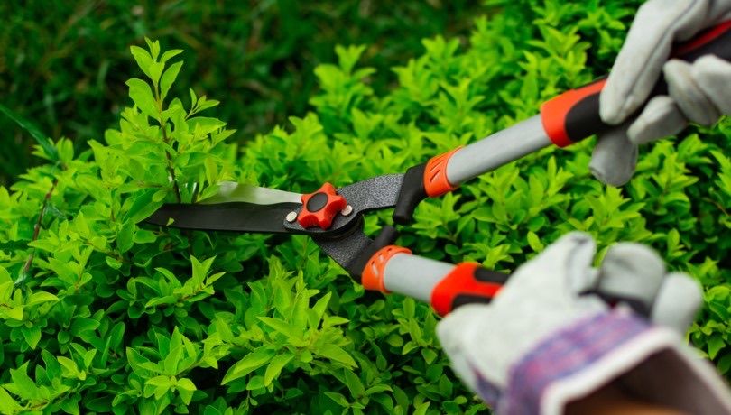 Garden Maintenance